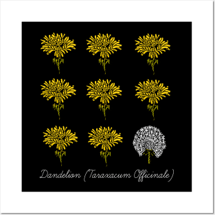 Dandelion Scientific Name Posters and Art